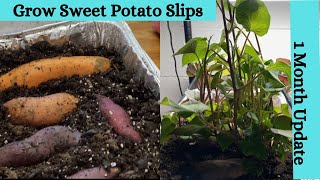 Grow Sweet Potato Slips/Plants| 1 Month Update| Grow Food Security by Life Lived Frugally 265 views 1 month ago 2 minutes, 53 seconds