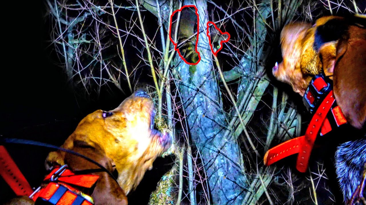 WEST VIRGINIA COON HUNTING YouTube