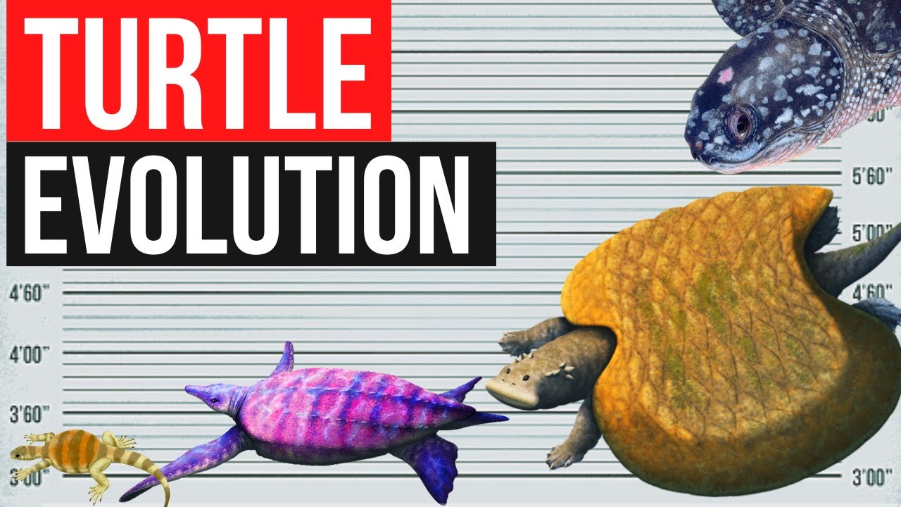 Turtle Evolution By Years In One Minute YouTube turtle-evolution-by-years-in-one-minute-youtube