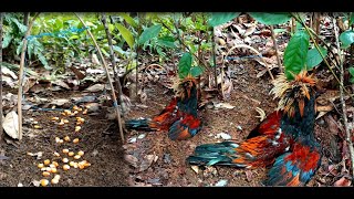 create trap like no other to catch chicken in the forest good results