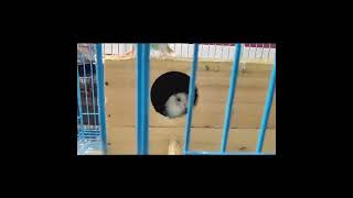# bugies || love birds || breeding pairs || beautiful parrots ||