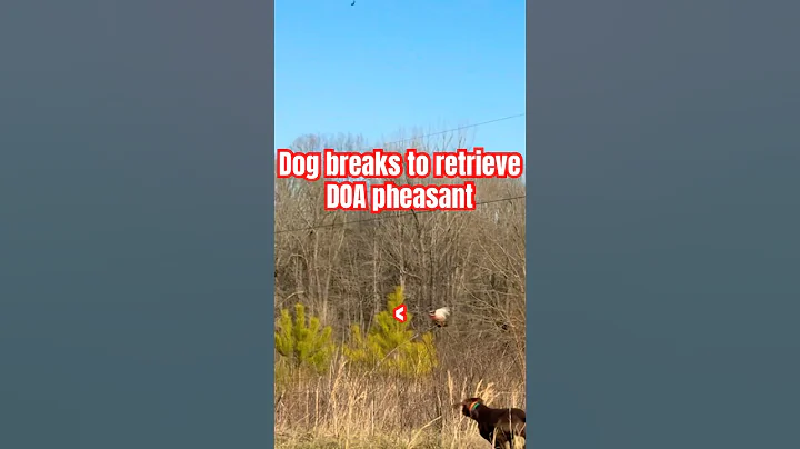 Pheasant hunting with German shorthaired pointer #bartonoutfitters