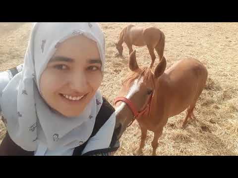 حيواني المفضل