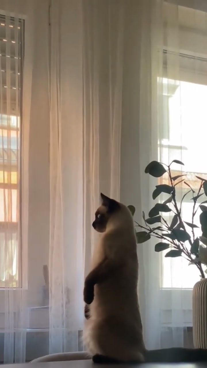 C magnifique vidéo chat nature