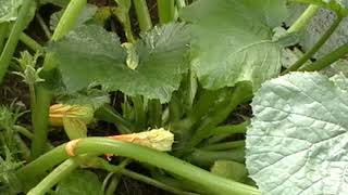 Andy Garden