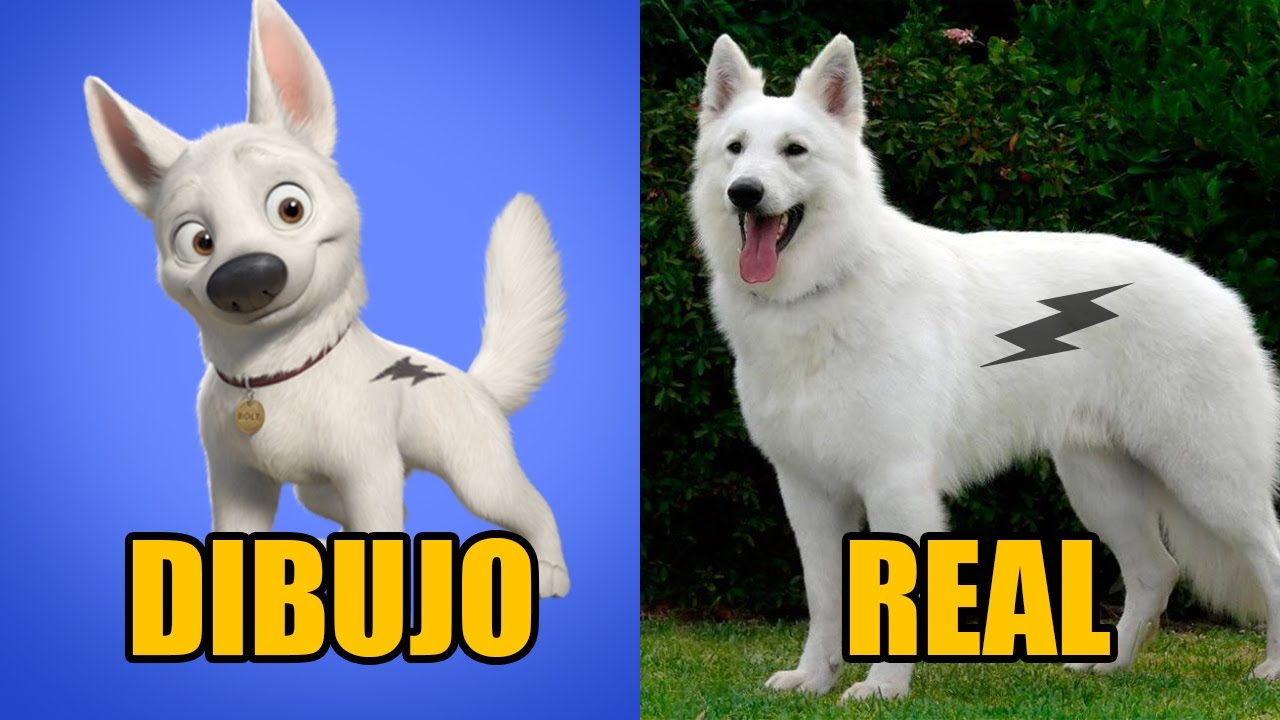 10 perros de caricaturas que existen en la vida real parte 2