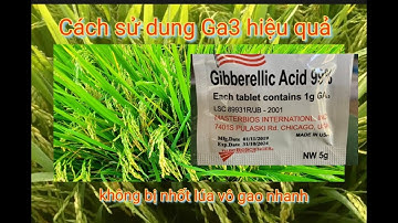Cách sử dụng Ga3 hiệu quả không bị nhốt lúa giữ xanh lá đòng vô gạo no tròn tới cậy