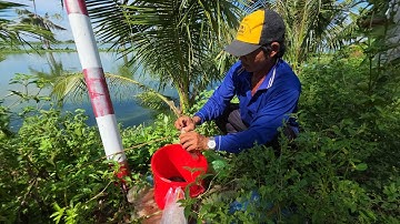 Trải nghiệm " Câu cá Rô mề mùa nước nổi" gập vua câu cá rô ?