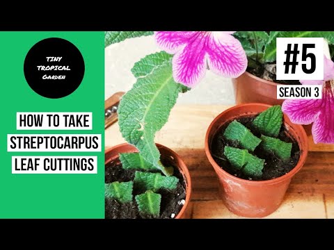 Video: Streptocarpus (80 Fotografija): Značajke Uzgoja Streptocarpusa Kod Kuće. Izbor Tla Za Cvijet. Što Ako Se Vrhovi Lišća Osuše?