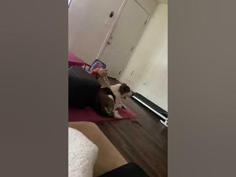 Tiger eats dog alive - YouTube