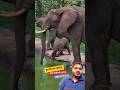 baby elephant is drinking water and mother elephant helping 😀 #elephant #baby #wildlife #shorts #yt