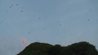 20190725瑞芳蝙蝠洞-東亞褶翅蝠