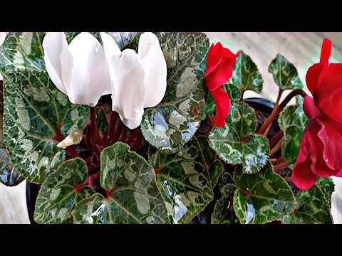 ቪዲዮ: የ Cyclamen (18 ፎቶዎች) ማባዛት -በቤት ውስጥ በቅጠሎች እና ጽጌረዳዎች የቤት ውስጥ አበባን እንዴት ማሰራጨት እንደሚቻል?