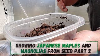 Growing Japanese Maple from Seed and Magnolias too! (Part 2)