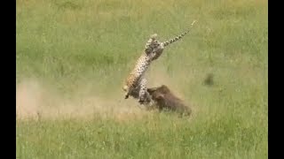 Leopard gets flipped by Warthog