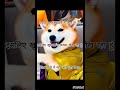dogesh Bhai ka rola khatre mein nhi  hai#dogeshbhai#funny#memearchive#labrador#memes#bike#motivation