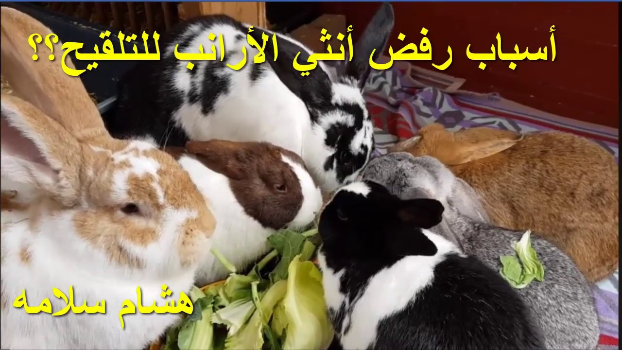 أسباب رفض أنثي الأرانب للتلقيح