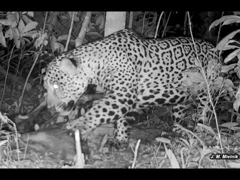 Onça-pintada devora sua presa - Imagens espetaculares