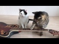 2 cats play the guitar