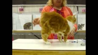 Simpsonville CFA Cat Show - August 4, 2012 by Jean Brown 790 views 11 years ago 12 minutes, 36 seconds