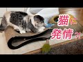 猫が好きすぎるセキセイインコ！ウロコインコに怒られる⁈たぶん嫉妬ｗ