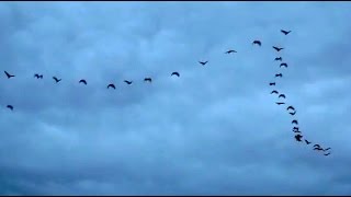 flock birds flying ibis formation australian