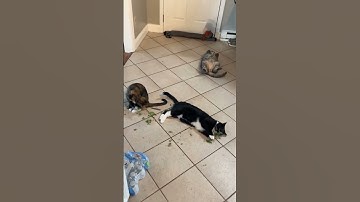 Someone went a little hard on the catnip #catoftheday #cat #kitty #kitten #cutecat @smalltownkitties