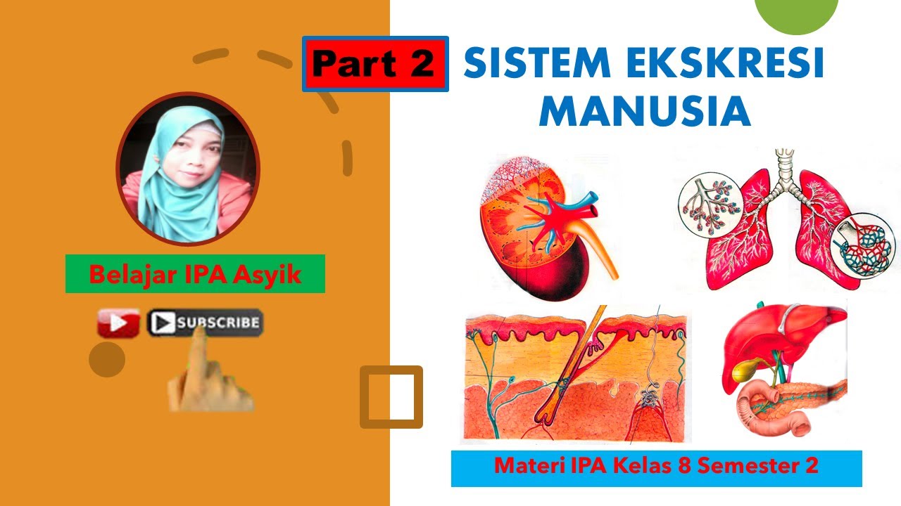  Sistem Ekskresi Manusia Kelas 8  part2 YouTube