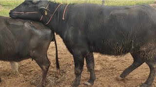 Big Jota Bhains Mating Murra Pada Buffalo Breeding