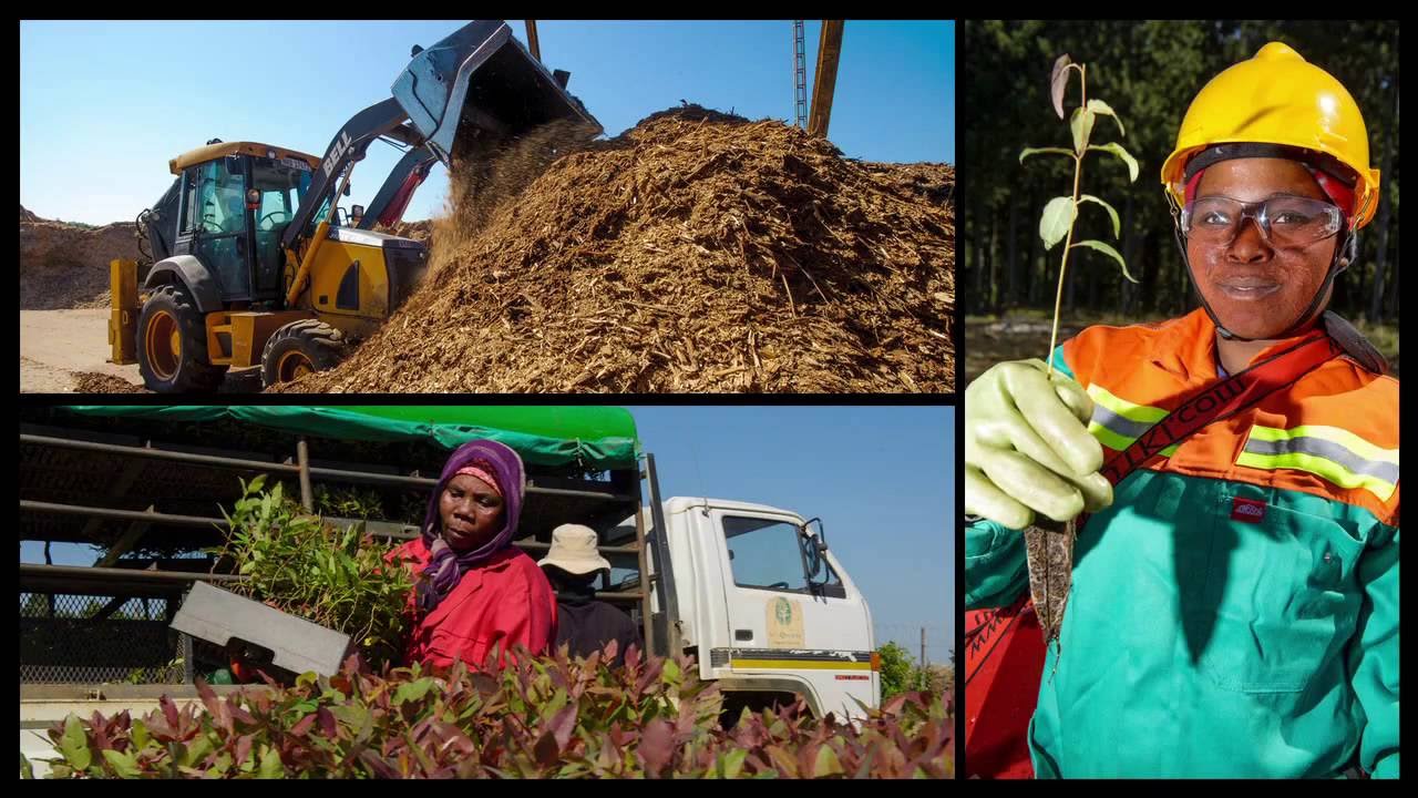Nedbank Capital Sustainable Business Awards Winner Mondi South Africa