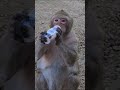 видеопривет от наших &quot;выпускниц&quot; 🐵 Ева и Карлуша на даче)#monkey#petmonkey #макака #animal#нашигости