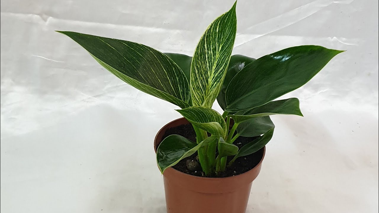 فيلو دندرون بيريكن  // نبات زينة جميل جدا