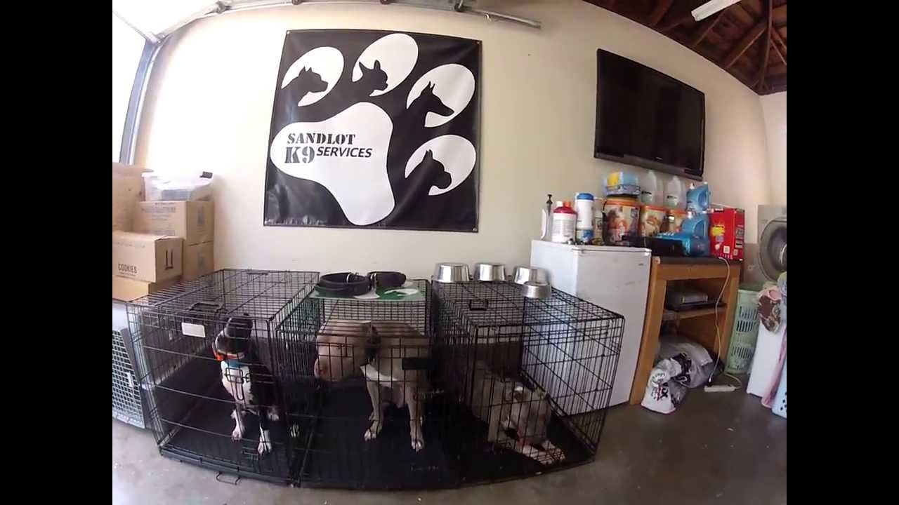 Pit Bull and Dog Training Los Angeles & San Diego Sandlot K9 Services