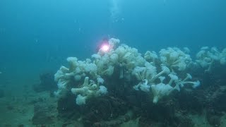 Scuba dive the metridium field of Breakwater Cove, Monterey, CA