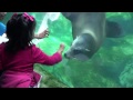 Long Beach Aquarium of the Pacific children petting a California Sea Lion Clip169