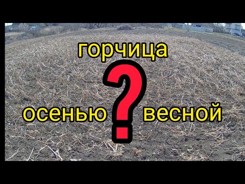 Горчица сидерат. После зимы.