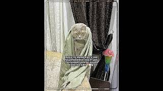 Şfetbeniöneçıkar