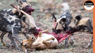 Impala Regrets Not Joining The Herd , And Gets Eaten By Wild Dogs