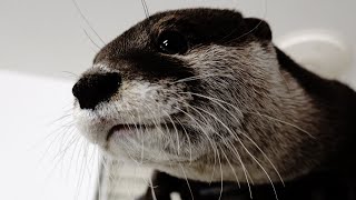 If you look away for a second, there's Aty right there [Otter life Day 257]【カワウソアティとにゃん先輩】