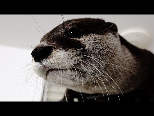 If you look away for a second, theres Aty right there [Otter life Day 257]【カワウソアティとにゃん先輩】