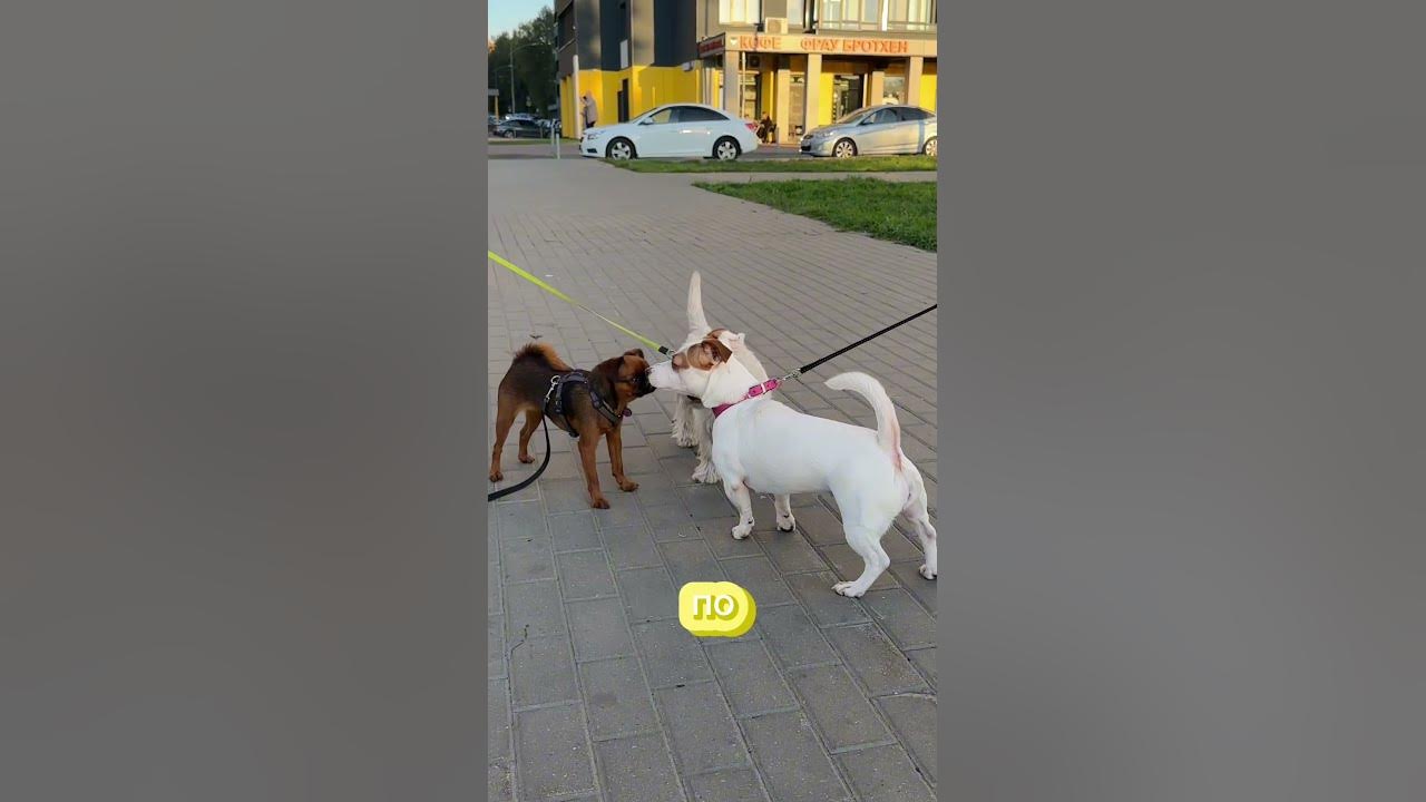 Язык тела собак - YouTube