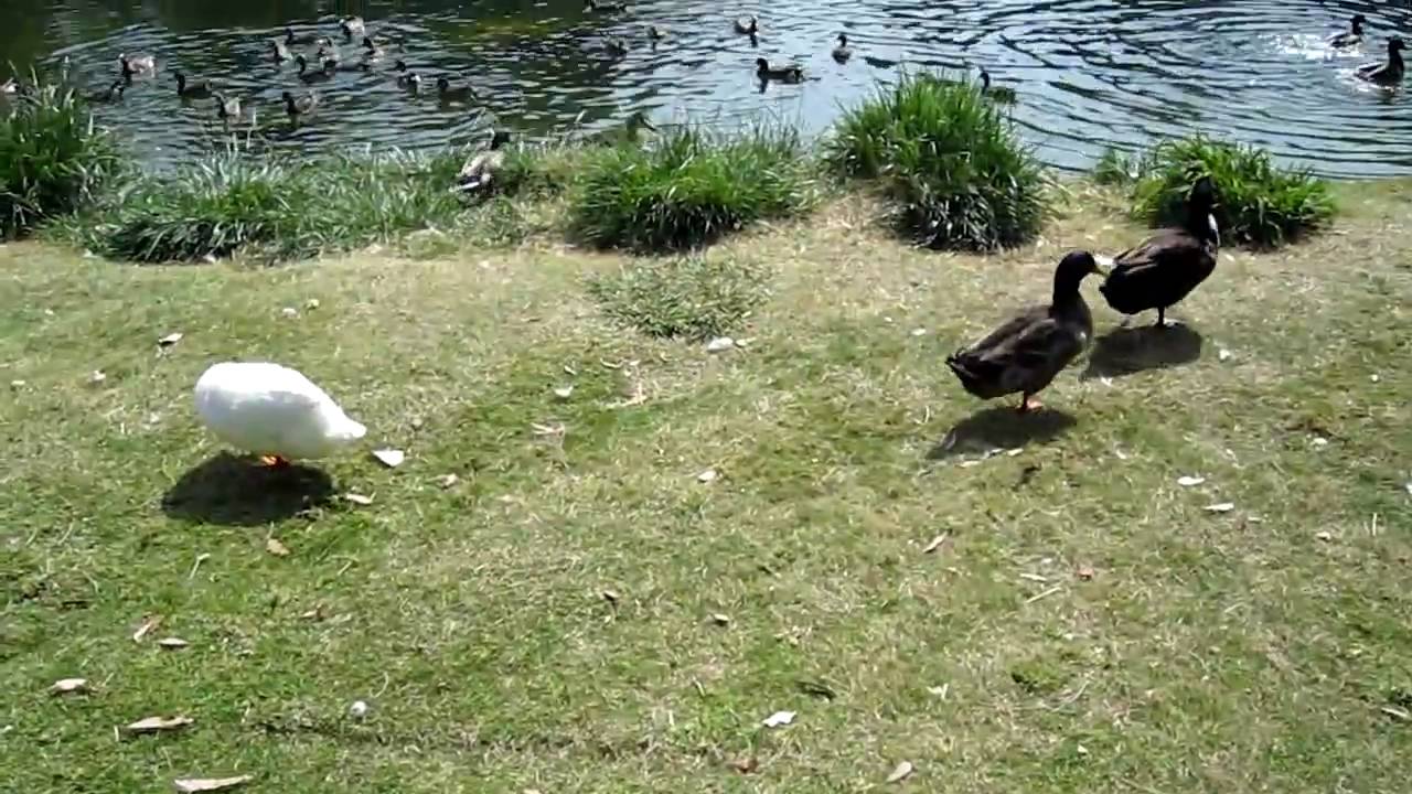 loud ducks YouTube