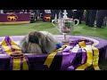 Pekingese named Wasabi wins Westminster dog show の動画、YouTube動画。