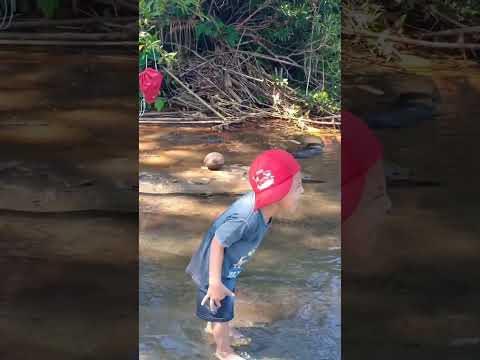 bocil ngajak nangkap ikan #animal #wildanimals #shortvdeo