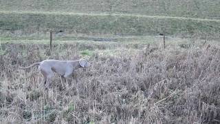 Mel 8.5 J., Haiko 14 Mon. & Die Henne -