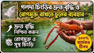 Use of lime to keep lobsters growing faster and free from disease. The magic of lime in lobster f... screenshot 4