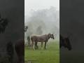 Why Horses Love Standing In The Rain ☔️ #goodtoknow #vet #medicine #educational #funfacts #lifehacks