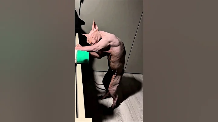 Video 11035691: sphynx, kitten hairless cat