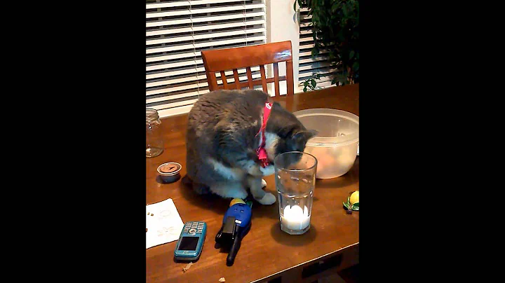 Our Funny Cat Drinking Milk from a Glass