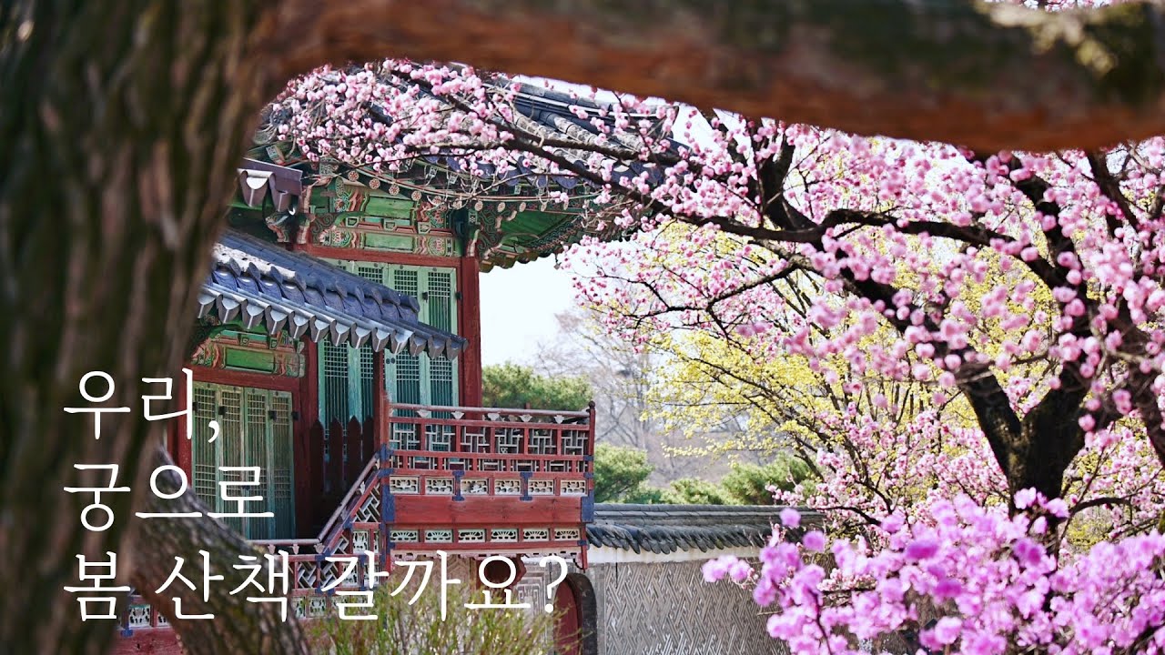 [4K] 우리, 궁으로 봄 산책 갈까요? | 창덕궁의 봄 | 봄꽃 나들이 | 창경궁 | 창덕궁 홍매화 |